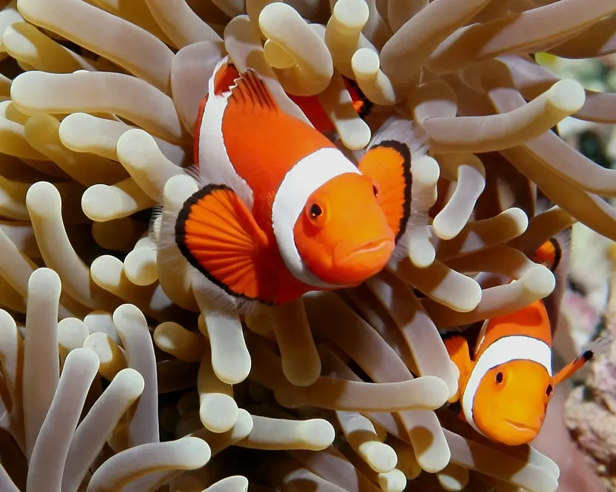 Imagem do Peixe-palhaço